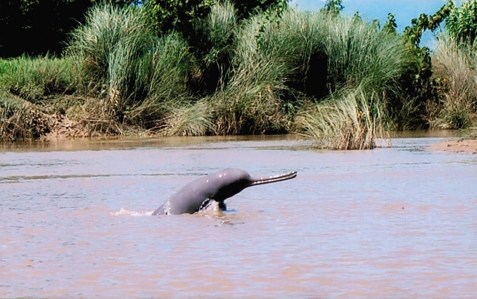 national-aquatic-animal-of-india-river-dolphin-theblogmania